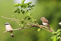 Red-backed Shrike (Lanius collurio) male (left) and female pair, Bulgaria May 2008