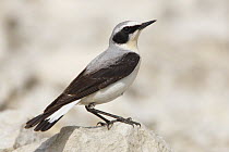 Northern Wheatear (Oenanthe oenanthe) male perched on rock, Bulgaria May 2008