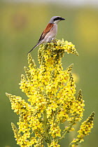 Red-backed Shrike (Lanius collurio) male perched on (Verbascum pulverulentum) flower, Bulgaria May 2008