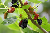 Black Mulberry (Morus nigra) fruits, Bulgaria May 2008