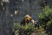 Long-legged Buzzard (Buteo rufinus) adult with prey for two chicks at nest, Bulgaria May 2008