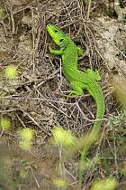 Balkan Green Lizard (Lacerta trilineata) Bulgaria May 2008