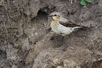 Northern Wheatear (Oenanthe oenanthe} female, perched on mud bank, Bulgaria May 2008