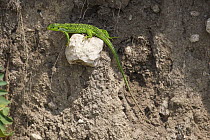 Balkan Green Lizard (Lacerta trilineata) Bulgaria May 2008
