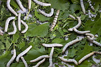 Caterpillars of Silkworm moth (Bombyx mori)feeding on leaves of White Mulberry (Morus alba) at silk farm, Zernikow, Germany