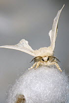 Recently hatched Silkworm moth (Bombyx mori) on its coccoon at silk farm,, Zernikow, Germany