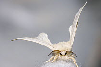 Recently hatched Silkworm moth (Bombyx mori) on its coccoon at silk farm,, Zernikow, Germany