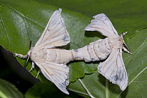 Silkworm moths mating ( Bombyx mori) at silk farm, Zernikow,  Germany