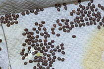 Eggs of Silkworm moth (Bombyx mori) at silk farm, Zernikow, Germany