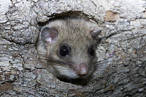 Fat / Edible dormouse (Glis glis) peering out of nest hole in wood, Baden-Württemberg, Germany