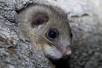 Fat / Edible dormouse (Glis glis) peering out of nest hole in wood, Baden-Württemberg, Germany