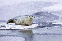 Spotted seal (Phoca largha) resting on ice, Lake Abashiri, Hokkaido, Japan February 2007