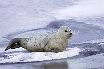 Spotted seal (Phoca largha) resting on ice, Lake Abashiri, Hokkaido, Japan February 2007