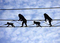 Pigtail Macaques (Macaca nemestrina) crossing purpose-built "primate wires" connecting isolated patches of forest, Kinabatangan River, Sukau, Sabah, Borneo, September 2008