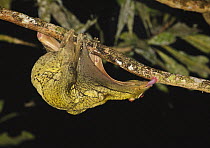 Malayan colugo (Cynocephalus variegatus) hanging upside-down in tree feeding on algae at night, Danum Valley, Sabah, Borneo, September.