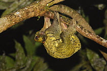 Malayan colugo (Cynocephalus variegatus) hanging upside-down in tree feeding on algae at night, Danum Valley, Sabah, Borneo, September.