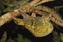 Malayan colugo {Cynocephalus variegatus} hanging upside-down in tree feeding on algae at night, Danum Valley, Sabah, Borneo, September