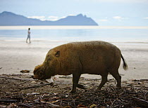 Bearded Pig {Sus barbatus} foraging on the beach, Bako National Park, Sarawak, Borneo, September 2008