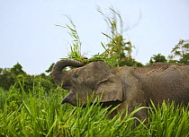 Bornean pygmy elephant (Elephas maximus borneensis) threshing food, Sukau, Sabah, Borneo September