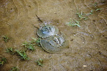 Horseshoe crab [Tachypleus gigas] pair spawning,  Bako National Park, Sarawak, Borneo, September