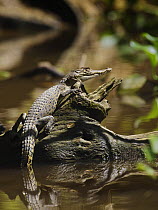Saltwater Crocodile {Crocodylus porosus} juvenile basking, Sukau, Sabah, Borneo, September