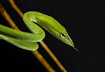 Long nosed / Oriental Whip Snake [Ahaetulla prasina] Bako National Park, Sarawak, Borneo, September