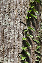 Paradise Tree Snake [Chrysopelea paradisi] climbing up tree trunk, Sabah, Borneo, September