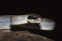 Beauty snake [Elaphe taeniura ridleyi] in cave, Gomantong caves, Sabah, Borneo, September
