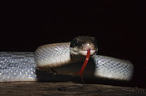 Beauty snake [Elaphe taeniura ridleyi] in cave with tongue exposed, Gomantong caves, Sabah, Borneo, September