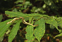 Twin-barred Tree Snake [Chrysopelea pelias] in tree, Danum Valley, Sabah, Borneo, September
