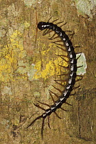 Giant Centipede [Chilopoda] on rainforest tree trunk, Sukau, Sabah, Borneo, September