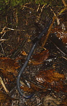 Kinabalu Giant Earthworm [Pheretima darnleiensis] on forest floor, Kinabalu, Sabah, Borneo, September