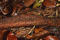Termites on the move along an exposed tree root, Bako National Park, Sarawak, Borneo, September