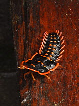 Trilobite beetle (Duliticola paradoxa) larva, female, Mount Kinabalu, Sabah, Borneo, September