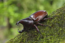 Rhinoceros Beetle [Xylotrupes gideon] male, Sukau, Sabah, Borneo, September