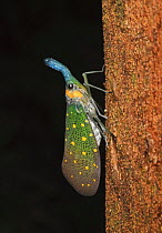 Chinese Lantern Bug {Fulgora sp} on tree trunk, Danum Valley, Sabah, Borneo, September