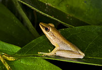 Cricket Frog [Rana nicobariensis] Bako National Park, Sarawak, Borneo, September