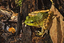 Mountain Torrent Frog [Meristogenys kinabaluensis] on forest floor, Kinabalu, Sabah, Borneo, September