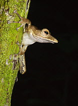 Collett's Tree Frog [Polypedates colletti] on tree trunk, Sukau, Sabah, Borneo, September