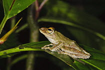 Frilled Tree Frog [Rhacophorus appendiculatus] in rainforest, Sukau, Sabah, Borneo, September
