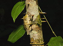 Frilled Tree Frog [Rhacophorus appendiculatus] camouflaged on tree trunk, Sukau, Sabah, Borneo, September