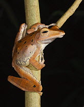 Harlequin Tree Frog (Rhacophorus pardalis) Sukau, Sabah, Borneo, September