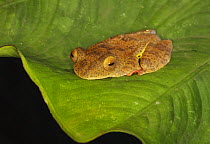 Harlequin Tree Frog (Rhacophorus pardalis) on leaf of rainforest tree, Danum Valley, Sabah, Borneo, September
