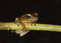 Four-lined / File eared tree frog [Polypedates leucomystax] in rainforest, Sukau, Sabah, Borneo, September