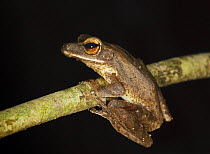 Four-lined / File eared tree frog [Polypedates leucomystax] in rainforest, Sukau, Sabah, Borneo, September