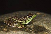 Black-spotted Rock Frog [Staurois natator] Danum Valley, Sabah, Borneo, September