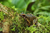 Spotted Stream Frog (Rana picturata) Danum Valley, Sabah, Borneo, September