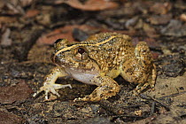 Kuhl's Creek Frog [Rana / Limnonectes kuhlii] Danum Valley, Sabah, Borneo, September