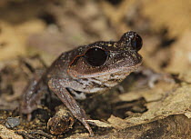 Lowland Litter Frog [Leptobrachium abbotti] Danum Valley, Sabah, Borneo, September