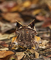 Bornean Horned Frog [Megophrys nasuta] on rainforest floor, Danum Valley, Sabah, Borneo, September